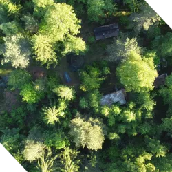 Trees at Beyond Buckthorns